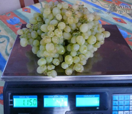 Aloszenkin - 20 sierpnia już dojrzały