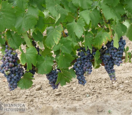 Regent - 14 sierpnia 2014 - końcówka wybarwiania owoców