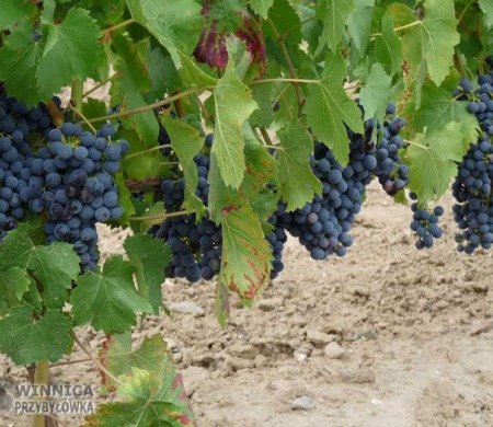 Regent - 14 sierpnia 2014 - końcówka wybarwiania owoców