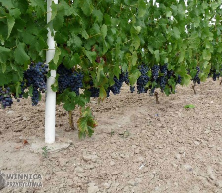 Regent - 14 sierpnia 2014 - końcówka wybarwiania owoców