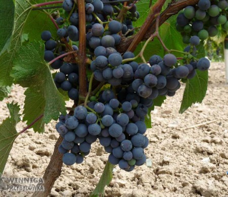 Rondo - 14 sierpnia 2014 - już prawie całkowicie wybarwione