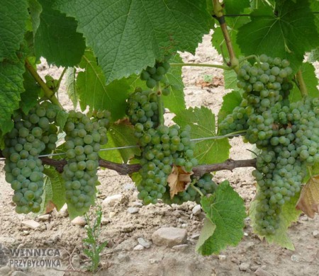 Najsłodszy na wina w Polsce - Solaris