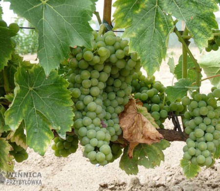 Klasyk Seyval Blanc - 14 sierpnia 2014