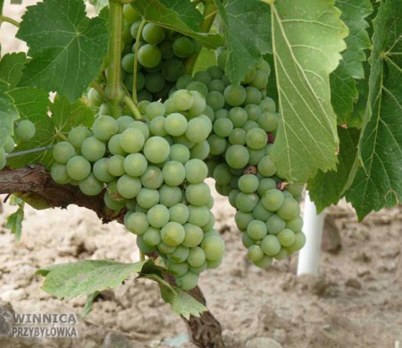 Klasyk Seyval Blanc - 14 sierpnia 2014