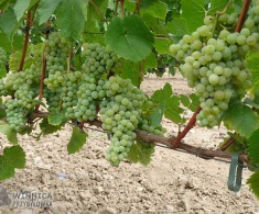 Toldy (nowa Kristaly) - pyszna również do jedzenia odmiana na wina białe