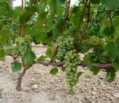 Toldy (nowa Kristaly) - pyszna również do jedzenia odmiana na wina białe