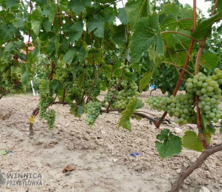 Toldy (nowa Kristaly) - pyszna również do jedzenia odmiana na wina białe