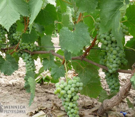 Jutrzenka 14 sierpnia 2014