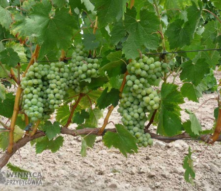 Nimfa (Aurora x Veltiner Rouge Precoce) - bardzo obiecująca odmiana na białe wino