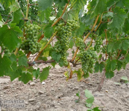 Nimfa (Aurora x Veltiner Rouge Precoce) - bardzo obiecująca odmiana na białe wino