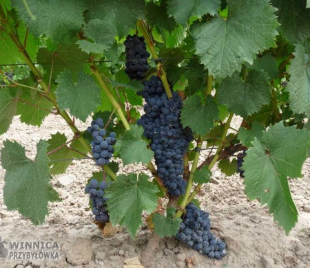 Najsłodszy Muskat Donskoj - 14 sierpnia 2014