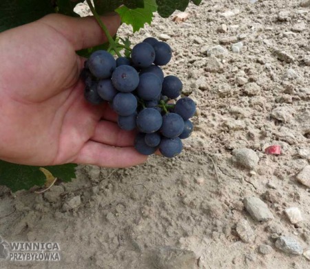 Madlen Czarna - kontrolne gronko - 14 sierpnia 2014 - jagody już całkiem słodkie!
