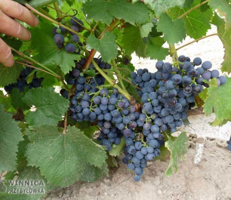 Gołubok - 14 sierpnia 2014 - całkowicie wybarwiony