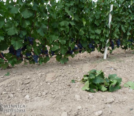 Gołubok - 14 sierpnia 2014 - całkowicie wybarwiony