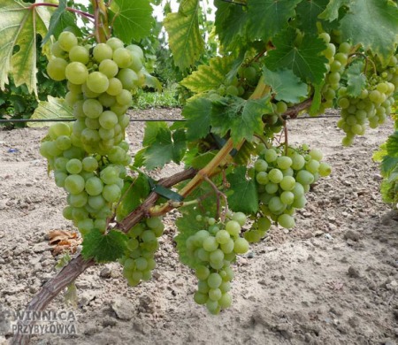 Gałbiena Nou - 14 sierpnia 2014 już prawie dojrzała ...i ten muszkat