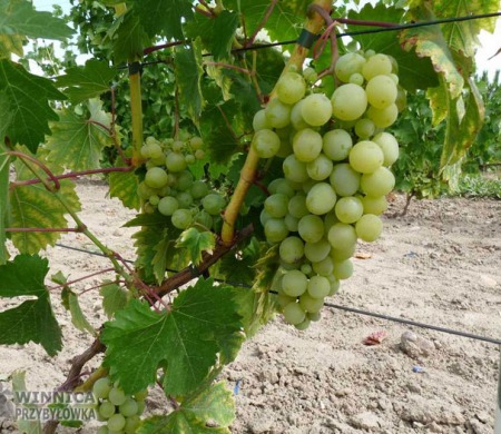 Gałbiena Nou - 14 sierpnia 2014 już prawie dojrzała ...i ten muszkat