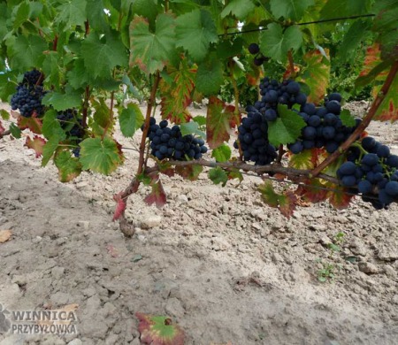 Eszter - 14 sierpnia 2014