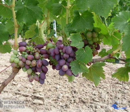 KarMaKod - 14 sierpnia 2014 - końcówka wybarwiania