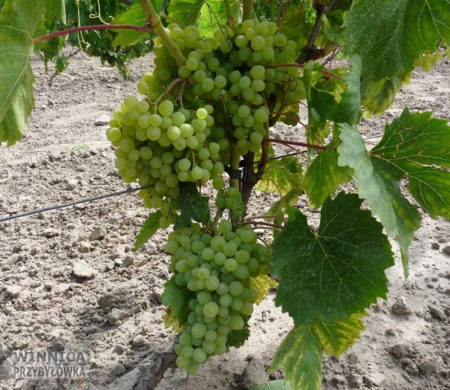 Rusboł - 14 sierpnia 2014