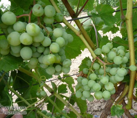 TP25 - 14 sierpnia 2014 - zapowiadają się piękne grona