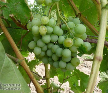 TP25 - 14 sierpnia 2014 - zapowiadają się piękne grona