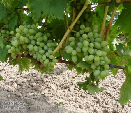 Sputnik Siewiero Kałkazki - bardzo dobra i niedoceniana odmiana