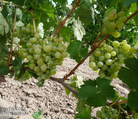 Wostorg klon BV - w 2014 roku najwcześniejszy z Wostorgów