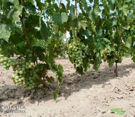 Cerkiewne Dzwony - 14 sierpnia 2014 - zaczynają dojrzewać