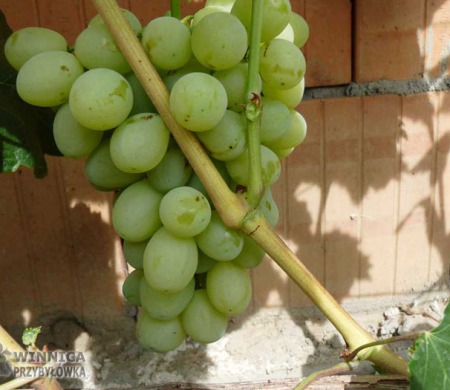 Łora - kontrolne gronka na nowych nasadzeniach przy ścianie