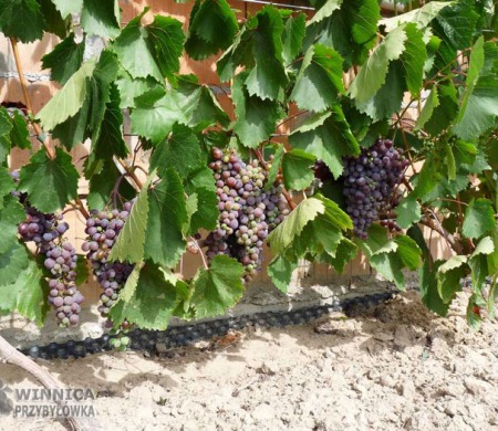 Kiszmisz Zaporoski przy ścianie