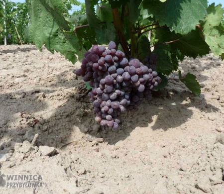 Kiszmisz Zaporoski w gruncie - kontrolne grono 14 sierpnia 2014