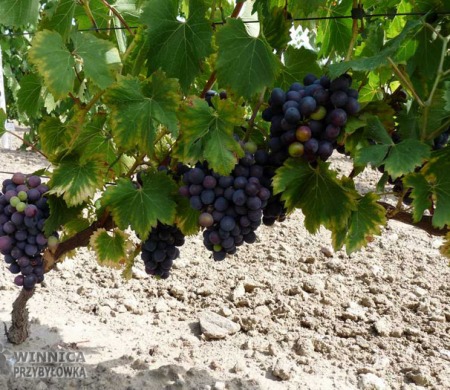 Nero - 14 sierpnia 2014