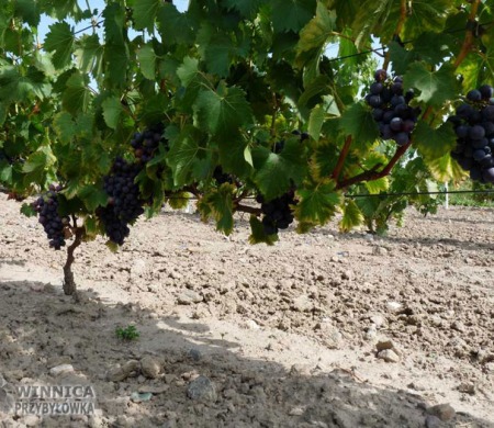 Nero - 14 sierpnia 2014