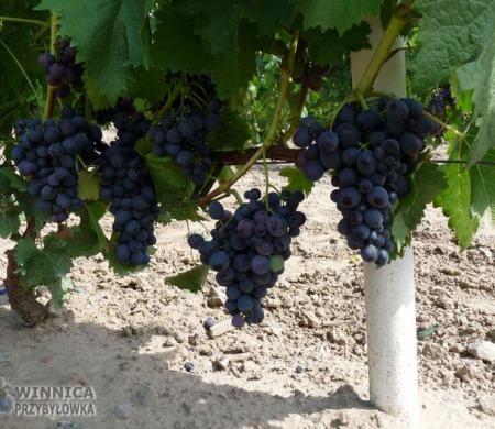 Muromiec - 14 sierpnia 2014