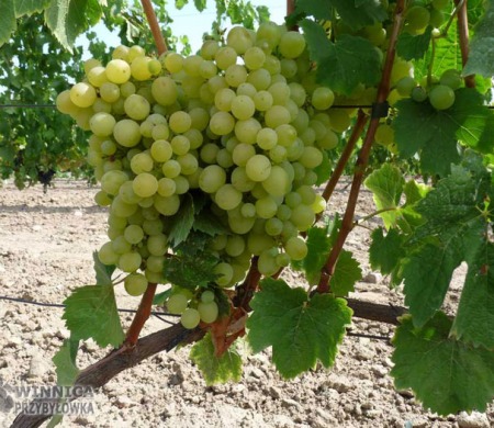 Aloszenkin w gruncie, 14 sierpnia 2014 - prawie dojrzały