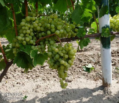 Aloszenkin w gruncie, 14 sierpnia 2014 - prawie dojrzały