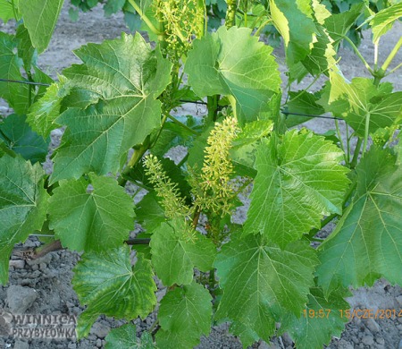 Seyval Blanc