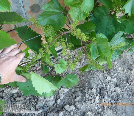 Rewelacyjny Kiszmisz Zaporoski przy ścianie