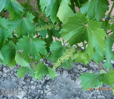 Nadieżda Azos przy ścianie
