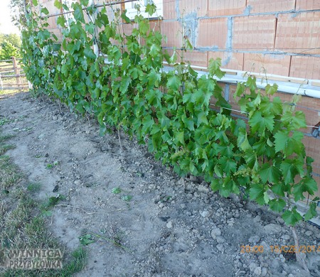 Mała uprawa przy południowej ścianie