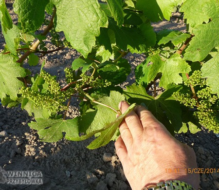 Kiesza - klon Stimuł