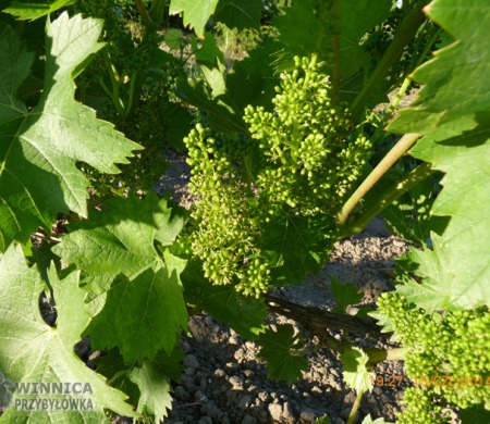 Arkadia Krótkopędowa