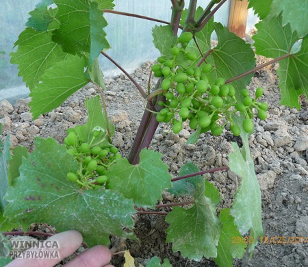 Ajwaz II rigantina w tunelu - kontrolne gronko