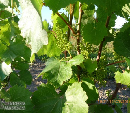 Ajwaz II - Brigantina