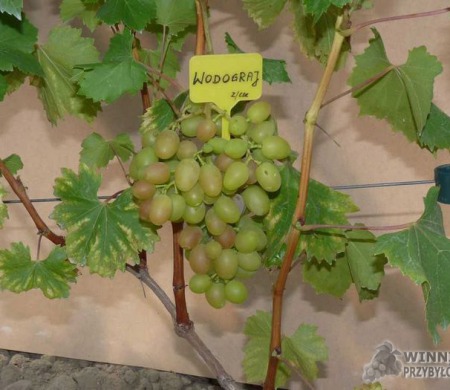 Wodograj - początek wybarwienia