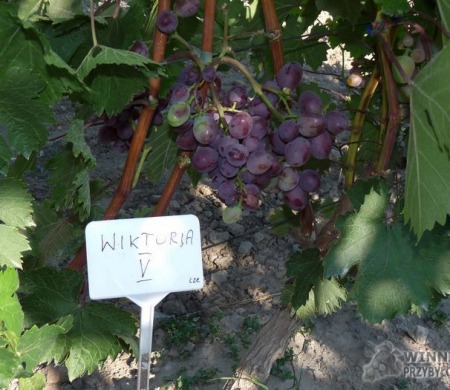 Zdjęcia rocznik 2015