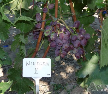 Zdjęcia rocznik 2015