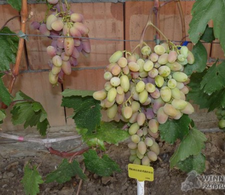 Zdjęcia rocznik 2015