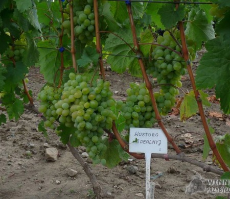 Zdjęcia rocznik 2015