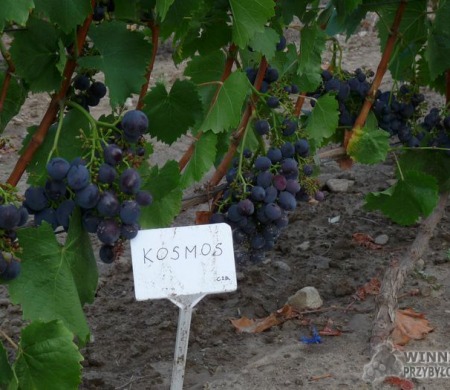 Zdjęcia rocznik 2015